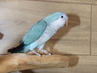 3 Aylık Evcil Mavi Monk Papağanı