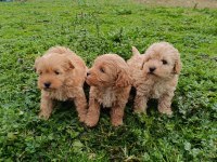 Poodle Ayarında Maltipoo Yavrular