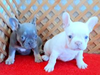 LİLAC AND TAN PLATİNUM FRENCH BULLDOG BEBEKLER İZMİR