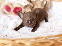 Mini Elma Kafa Küt Burun Chihuahua Bebekler