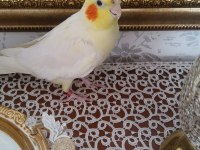 Sarı sultan papağanı