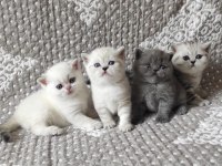 British Shorthair Yavruları
