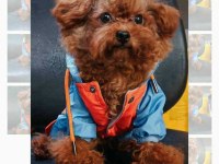 KORE YAVRUSU A KALİTE TEACUP RED BROWN TOY POODLE YAVRULAR