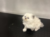 Erkek dişi british longhair yavrular