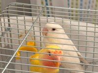 Albino Ve Lutino Takım Çift Sevda Papağanı
