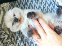 Scottish fold longhair tosunum