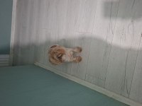 1.5 yaşında yorkshire terrier bakımlı dişi