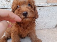 Red maltipoo minnaklar