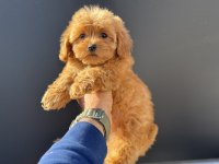 Petmode köpek çiftliğinden kore maltipoo yavrular