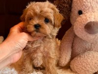 Kore maltipoo yavrular 