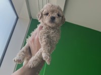 POODLE AYARINDA ANTİALERJİK MALTİPOO
