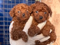 Sevgi dolu ailelerimiz için poodle bebekler