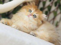 Safkan Şecereli Golden Erkek British Longhair