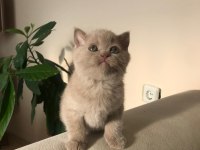 2 aylık british shorthair dişi kızımız