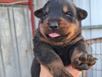 Rottweiler Yavrularımız