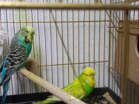 Jumbo Çift Muhabbet Kuşu