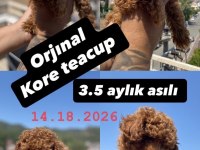 Teacup Kore Poodle