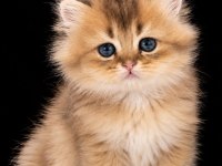 GOLDEN ŞECERELİ ANNE BABA KEDİMİZ