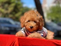 Orjinal Toy Poodle Yavrularımız