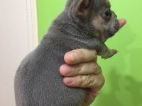 Lilac tan erkek french bulldog bebeğimiz yeni evini arıyor