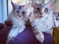 Safkan Maine Coon