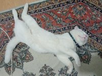 Orjinal sukıtır renkli gözlü erkek van kedisi
