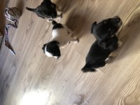 5 KARDEŞ YAVRU KEDİMİZ YUVA ARIYOR