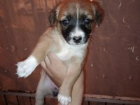 Corgi / Jack russell