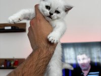 Oyuncu tatlı kedimiz ilanda