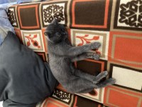 British Longhair