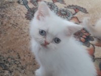 british shorthair 55 günlük yavrmuz sahiplendirelecek