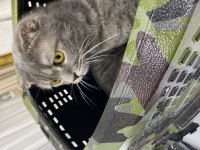 Scottish fold oğlumuza yuva arıyoruz