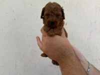 Mükemmel sağlıklı toy poodle yavruları dişi erkek