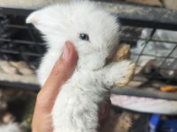 Safkan hollanda lop tavşanı