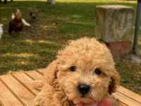 MALTİPOO ÜST DÜZEY ERKEK YAVRUMUZ