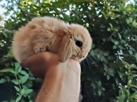 ORJİNAL CÜCE VE MİNİ LOP TAVŞANLARIMIZ NETHERLAND DWARF