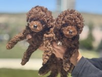 Petmode Köpek Çiftliğinde Ziyarete Açık Toy Poodle