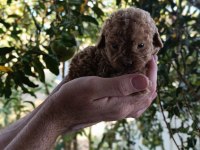 TOY POODLE YAVRULARMIZ