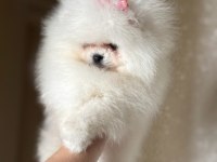 BABY SÜRAT EFSANE DİŞİ POMERANİAN