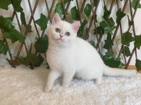 British Shorthair Golden Point Dişi NY1233