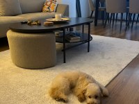 Maltipoo yavrumuza yeni yuva