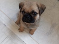 Kendi pug yavrumuz acil