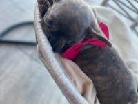 Tiger Renk Mükemmel Görsel French Bulldog