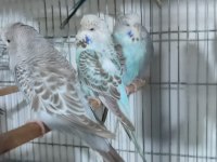 Jumbo ve show muhabbet kuşlar