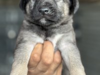 Altın kız kangal yavrusu sahnede