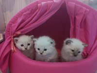 2 aylık yavru british shorthair siyam kırması