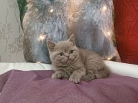 British shorthair LİLAC yavrumuz