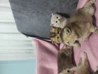 British Shorthair Yavruları