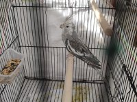Grey Sultan Papağanı