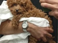 Teacup Poodle Kendi Yavrum
